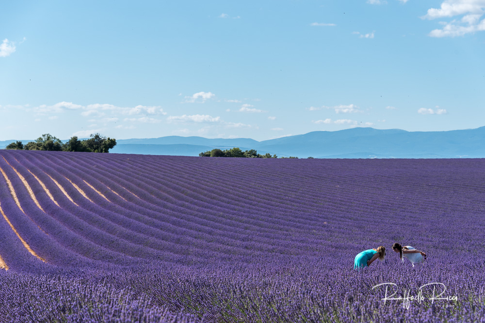 Valensole (14)